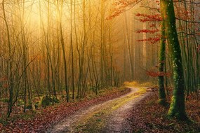 Carta da parati – Sentiero nel bosco