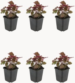 Set di 6 piante vere Coral Bells Heuchera Micrantha Palace Purple