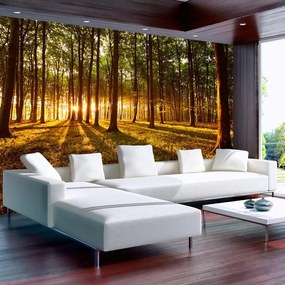 Fotomurale adesivo  Estate: mattinata nella foresta  Larghezza x Altezza Home decor 98x70