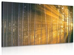 Stampa su tela – Sole dietro l'albero