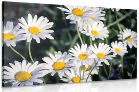 Quadro su tela – Margherite in giardino