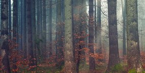 Quadro su tela – Mistero della foresta