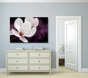 Quadro su tela – Fiore di magnolia su sfondo astratto