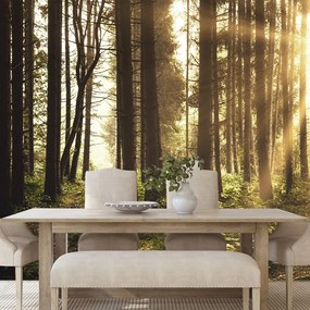 Carta da parati autoadesiva – Foresta illuminata dal sole