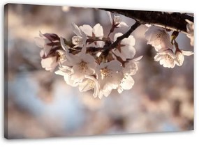 Quadro su tela, Natura in fiore di ciliegio  Dimensioni 120x80