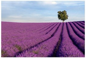 Carta da parati Campo di lavanda 104x70 cm