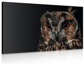 Quadro su tela – Gufo