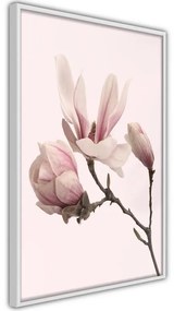 Poster Blooming Magnolias II