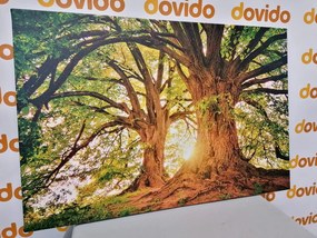 Stampa su tela – Alberi maestosi