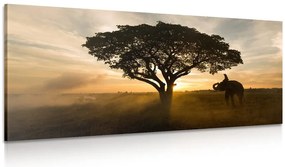 Quadro su tela – Elefante all'alba