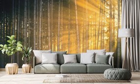 Carta da parati – Sole dietro gli alberi