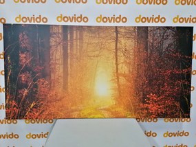 Stampa su tela – Luce nella foresta