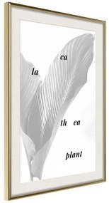 Poster  Calathea Leaves  Cornice Quadri Cornice d'oro con passe-partout, Larghezza x Altezza Home decor 20x30