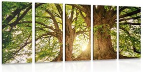 Quadri 5 pezzi – Alberi maestosi