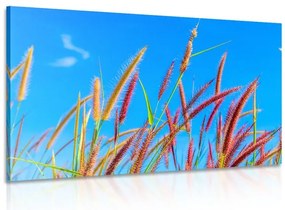 Quadro su tela – Erba selvaggia sotto il cielo blu