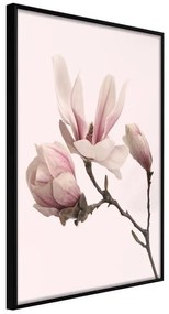 Poster  Blooming Magnolias II  Cornice Quadri Cornice nera, Larghezza x Altezza Home decor 30x45