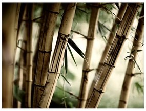 Fotomurale  Fog and bamboo forest  Colore Bianco, Dimensioni e Misure 250x193