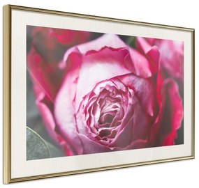 Poster  Blooming Rose  Cornice Quadri Cornice d'oro con passe-partout, Larghezza x Altezza Home decor 30x20