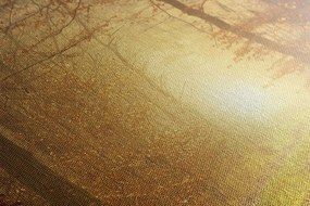 Stampa su tela – Luce nella foresta