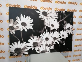 Stampa su tela – Margherite in giardino in bianco e nero