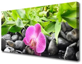 Quadro su tela Fiori della pianta dell'orchidea 100x50 cm