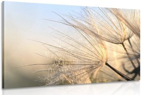 Quadro su tela – Soffione nel campo all'alba