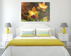 Stampa su tela – Orchidea arancione