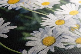 Quadro su tela – Margherite in giardino
