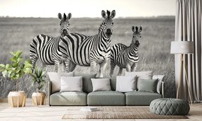 Carta da parati autoadesiva – Tre zebre in bianco e nero nella savana