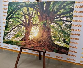 Stampa su tela – Alberi maestosi