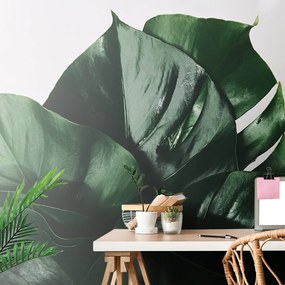 Carta da parati – Foglia di monstera