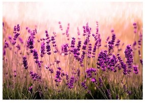 Fotomurale adesivo  Lavender in the Rain  Larghezza x Altezza Home decor 343x245