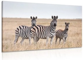Stampa su tela – Tre zebre nella savana