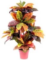 Croton Artificiale con Vaso, Composto da 136 Foglie Altezza 100 cm Verde