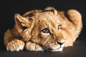 Carta da parati autoadesiva – Cucciolo di leone