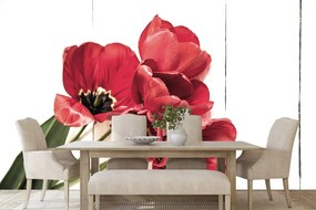 Carta da parati – Tulipani rossi in fiore