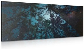 Stampa su tela – Foresta sotto il cielo notturno