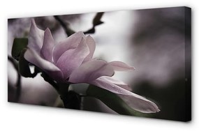 Quadro su tela Magnolia 100x50 cm