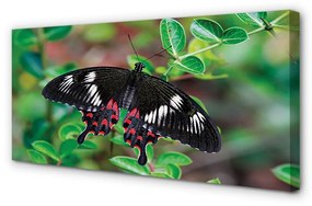 Quadro stampa su tela Foglie di farfalla colorate 100x50 cm