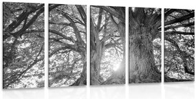 Quadri 5 pezzi – Alberi maestosi in bianco e nero