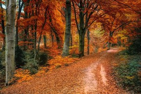 Carta da parati autoadesiva – Foresta in autunno