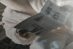 Stampa su tela – Alpaca con giornali in bagno