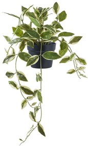 Pianta artificiale (altezza 33 cm) Hoya Carnosa - House Nordic