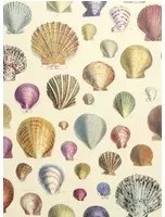 John Derian Carta da parati Captain Thomas Brown Shells - Sepia