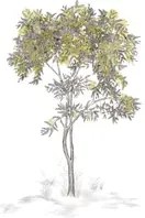 Isidore Leroy Carta da parati panoramica Arbustes Gris - Mimosa