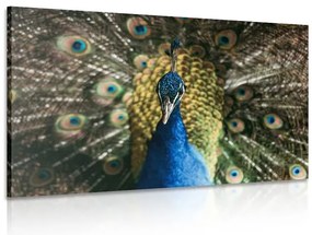 Stampa su tela – Pavone in tutto il suo splendore
