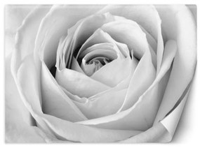 Carta Da Parati, Fiori di rosa bianca Macro