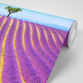 Carta da parati – Campo di lavanda provenzale