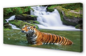 Quadro stampa su tela Tigre a cascata 100x50 cm
