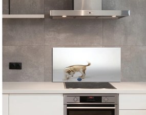 Rivestimento parete cucina Cane da gioco 100x50 cm
